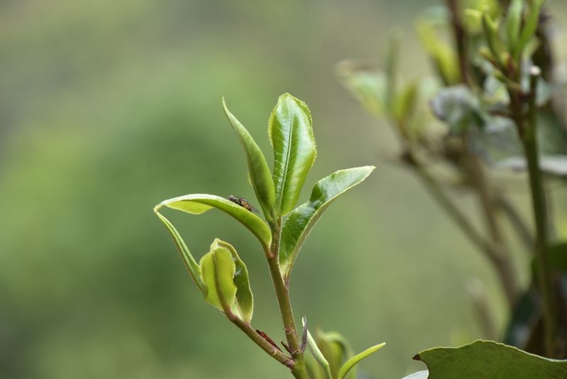 云南刮風(fēng)寨2022年古樹春茶多少錢一斤