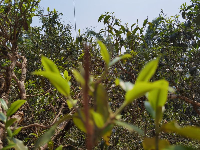 2022年落水洞古樹茶春茶價(jià)格多少錢