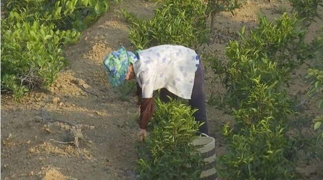 漳州詔安：走茶旅融合路子，做好富硒茶文章