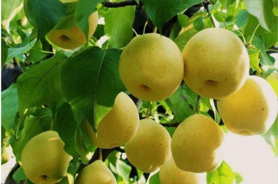 一把真正的本山綠泥壺最低多少錢，什么價格能買到本山綠泥紫砂壺？