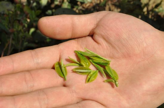 木魚石茶壺適合泡什么茶，木魚石泡啥茶好