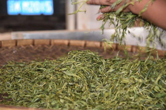 炒青綠茶與綠茶的區別，烘青和炒青哪個好喝？