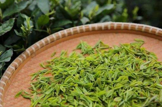 炒青綠茶與綠茶的區別，烘青和炒青哪個好喝？