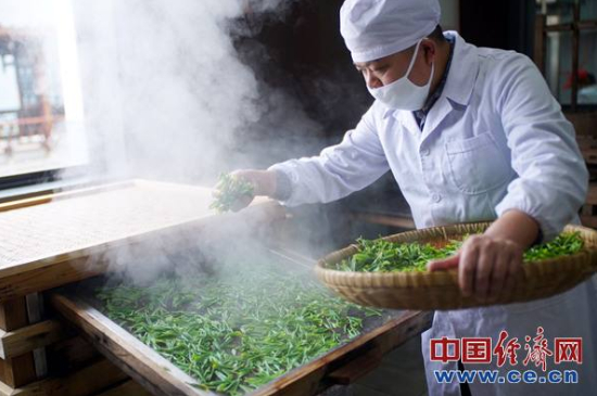炒青綠茶與綠茶的區別，烘青和炒青哪個好喝？