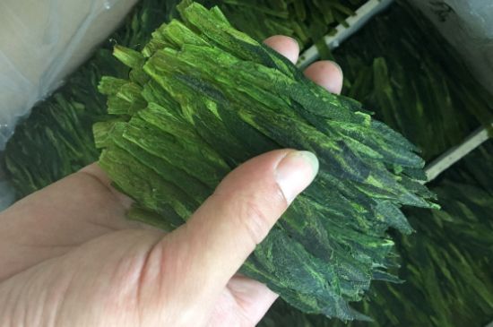 什么綠茶味道濃香，那個(gè)綠茶比較濃香？