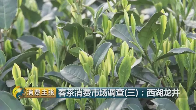 龍井群體種和43號(hào)的區(qū)別圖片，龍井43和群體種哪個(gè)好喝？