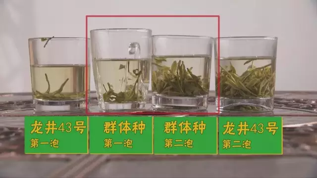 龍井群體種和43號(hào)的區(qū)別圖片，龍井43和群體種哪個(gè)好喝？
