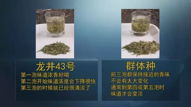 龍井群體種和43號(hào)的區(qū)別圖片，龍井43和群體種哪個(gè)好喝？