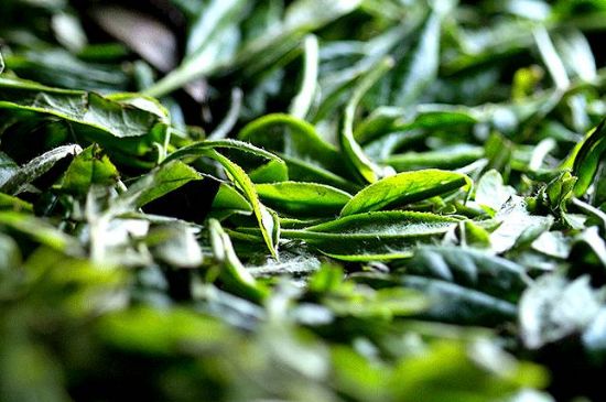 荒野銀針市場價多少，真正的荒野白毫銀針多少錢？