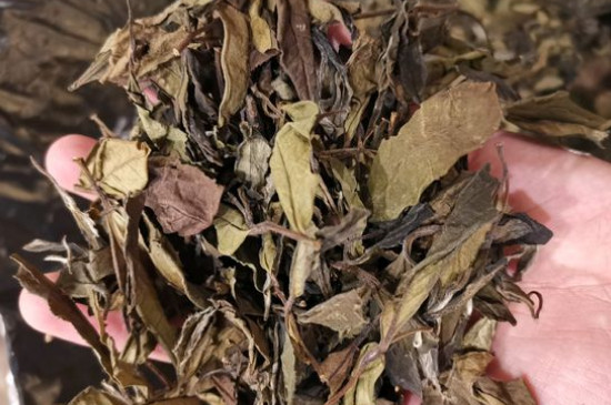 新舊白茶怎么區分，怎么分辨白茶是新還是舊