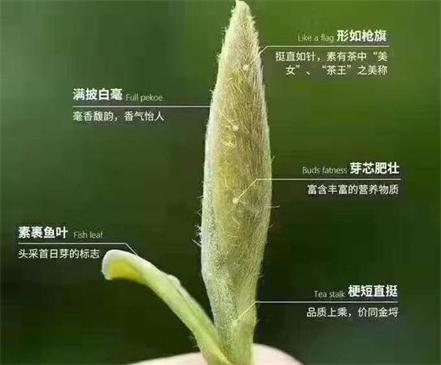 春茶季怎么辨別白毫銀針的好壞，好的白毫銀針如何選購？