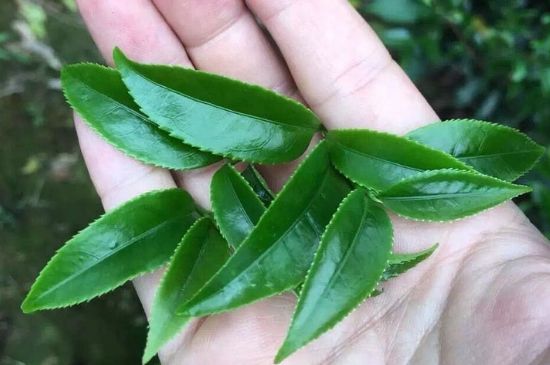 鋸朵仔跟鴨屎香哪個貴，鋸朵子和鴨屎香哪個好喝？