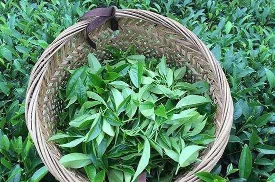 鴨屎香單叢雪片茶的特點，鳳凰雪片茶有什么特點？
