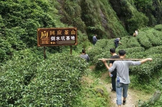 300塊錢的金駿眉能喝嗎，兩三百多金駿眉和一千多區別