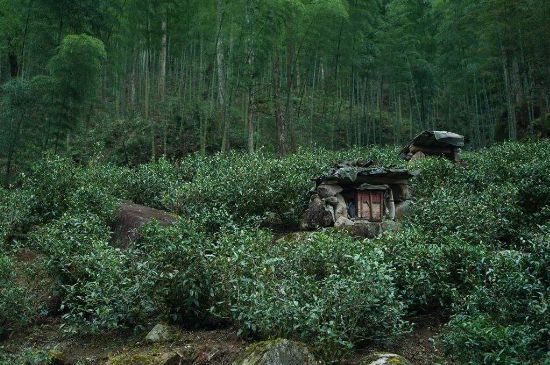 300塊錢的金駿眉能喝嗎，兩三百多金駿眉和一千多區別