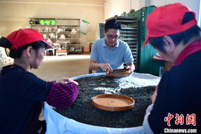 圖為張元豪在生產車間內與工人一起查看茶葉品質。　張斌 攝