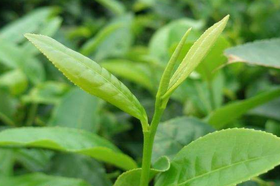 最耐泡的茶葉排名，什么茶葉經久耐泡？
