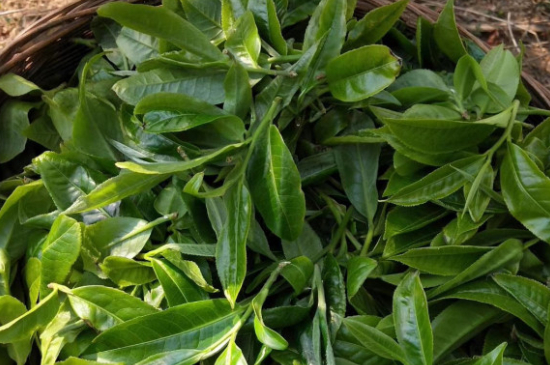 最耐泡的茶葉排名，什么茶葉經久耐泡？