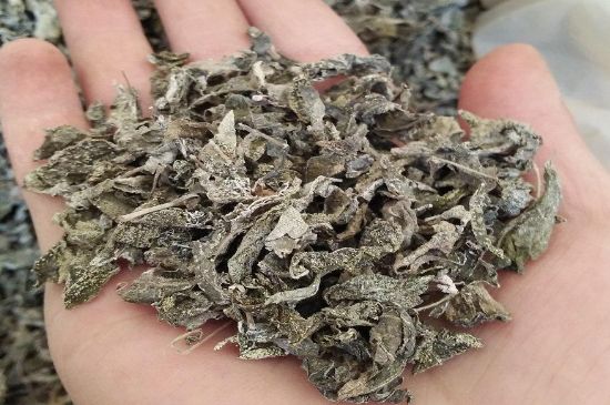 張家界莓茶真假對(duì)比，野生莓茶的鑒別方法