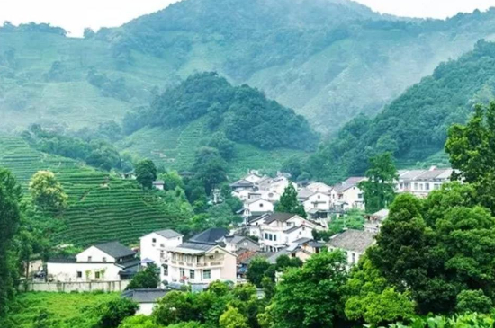 杭州龍井村買(mǎi)茶騙術(shù)，西湖龍井茶托騙局揭秘！
