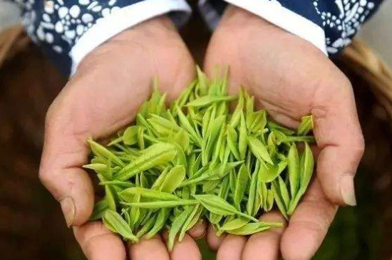 摘茶葉最快的方法，采摘茶葉怎么才能快？