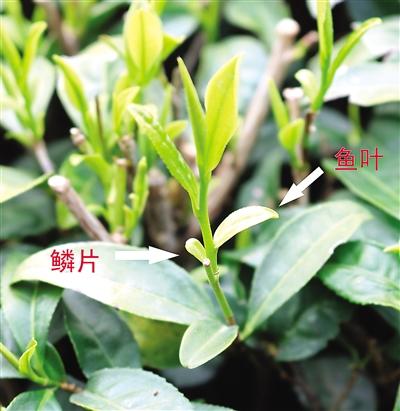 摘茶葉最快的方法，采摘茶葉怎么才能快？