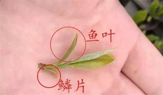 摘茶葉最快的方法，采摘茶葉怎么才能快？
