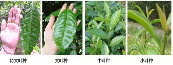 摘茶葉最快的方法，采摘茶葉怎么才能快？