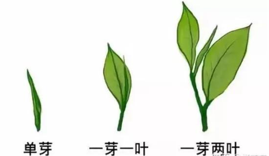 摘茶葉最快的方法，采摘茶葉怎么才能快？
