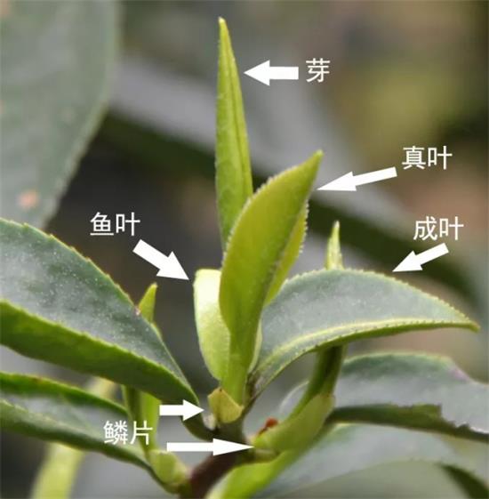 摘茶葉最快的方法，采摘茶葉怎么才能快？