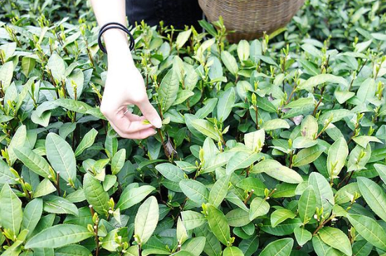 采茶的方法與步驟，如何正確采摘茶葉？