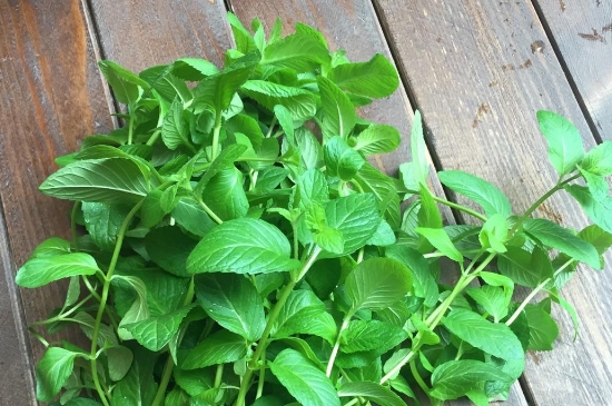薄荷茶的功效與作用，喝薄荷茶有什么好處？