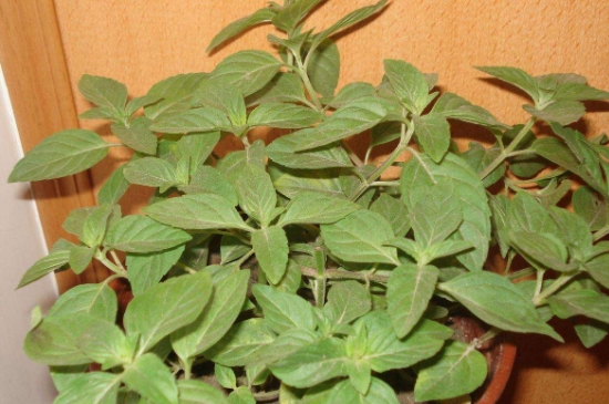 薄荷茶的功效與作用，喝薄荷茶有什么好處？