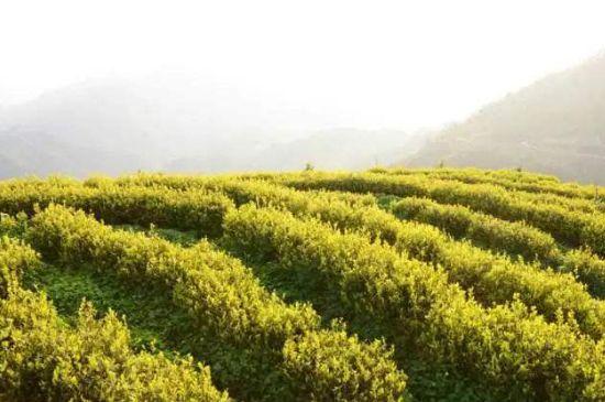 黃金茶的功效及禁忌癥，黃金茶有什么副作用嗎？