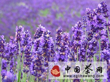 熏衣草