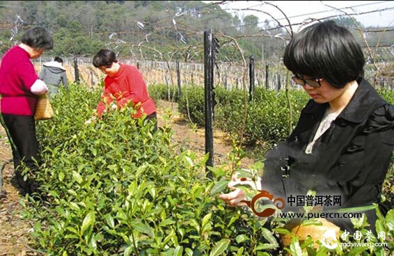 上虞舜水名茶日前開摘 比去年提早一周
