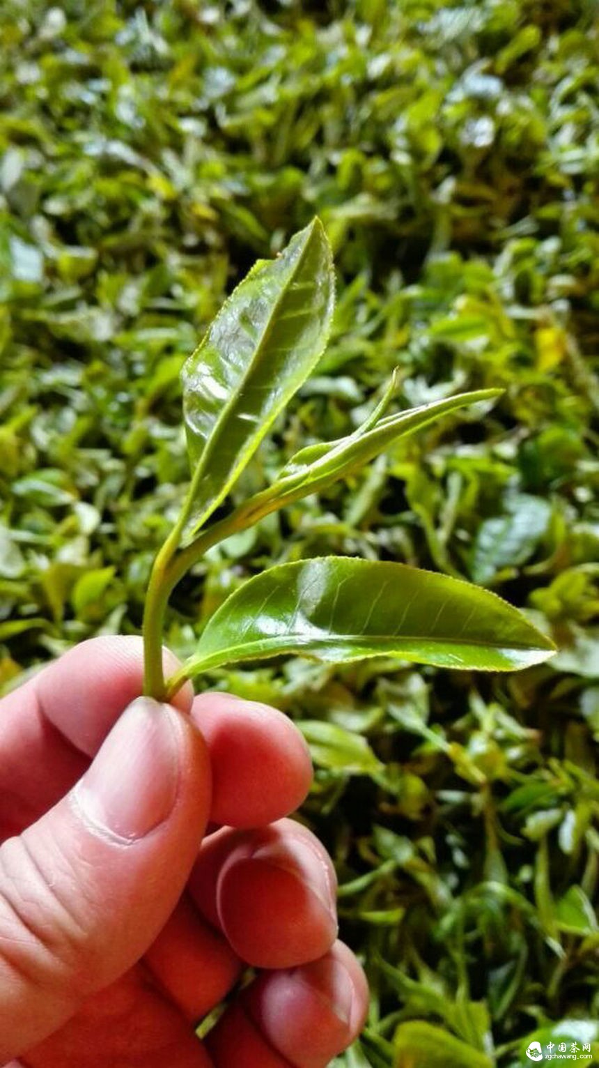 第二屆兩岸四地茶文化高峰論壇暨第十四屆中國普洱茶節(jié)舉行第一次籌備會