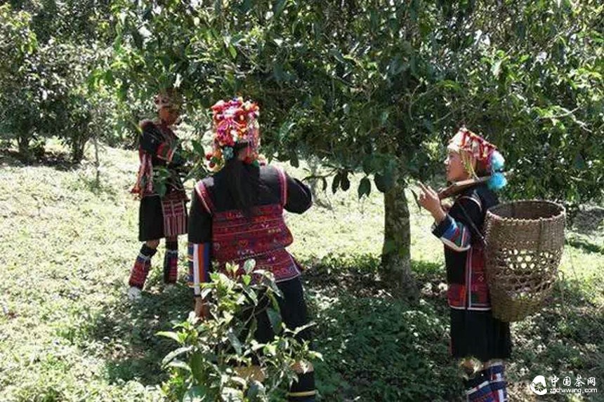 滇南2015年春茶市場(chǎng)溫和回落，老班章鮮葉價(jià)格誰(shuí)說了算？