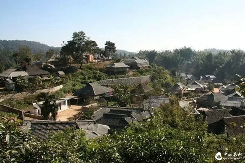 滇南2015年春茶市場(chǎng)溫和回落，老班章鮮葉價(jià)格誰(shuí)說了算？