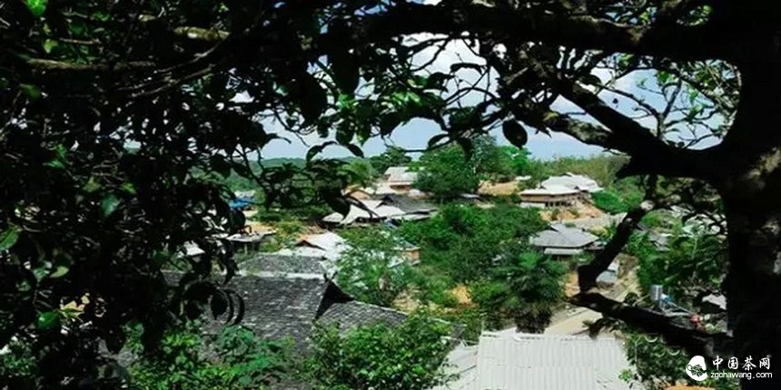 滇南2015年春茶市場(chǎng)溫和回落，老班章鮮葉價(jià)格誰(shuí)說了算？