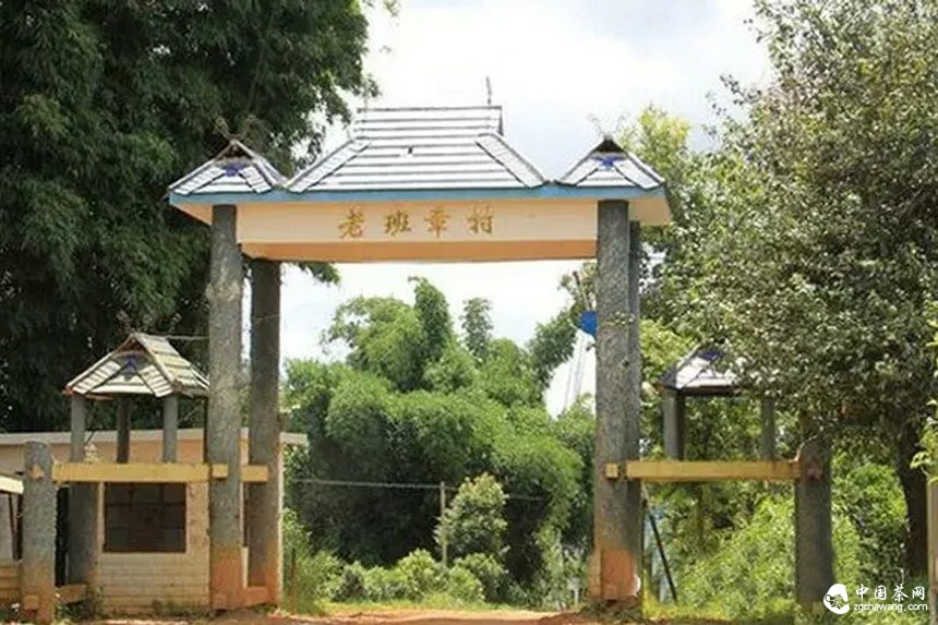 滇南2015年春茶市場(chǎng)溫和回落，老班章鮮葉價(jià)格誰(shuí)說了算？