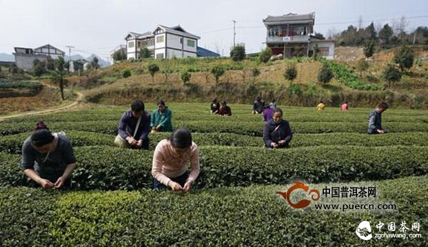復(fù)興鎮(zhèn)明前采茶忙