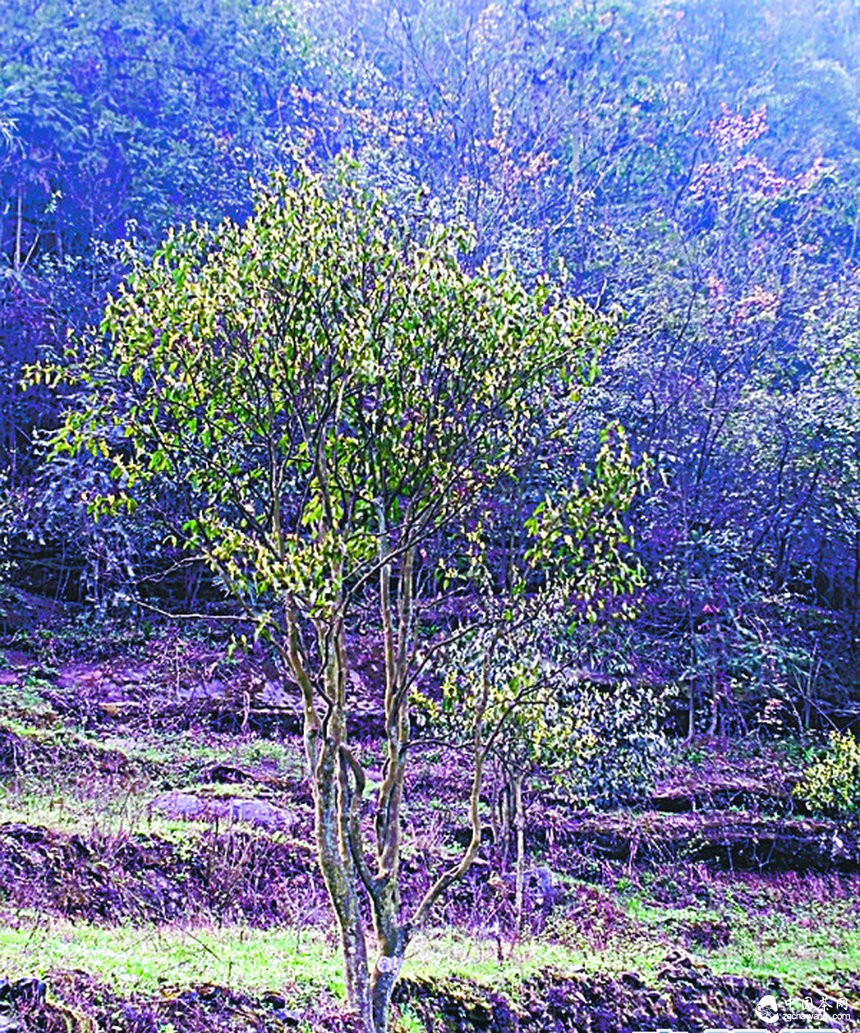 習水國家級自然保護區：千株古茶樹 藏在深山中