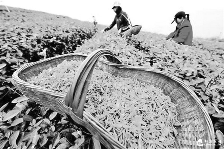 濟南不同品種綠茶價差達20倍 茶農：高價都是炒出來的