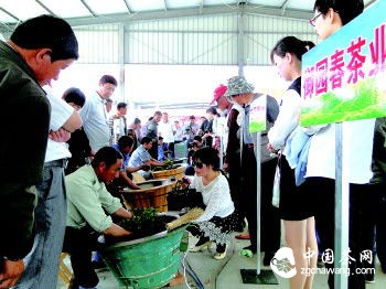 5月19日,在巨峰鎮薄家口鮮葉交易市場,17家龍頭企業參加了炒茶大賽。