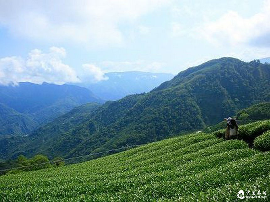 云南省紅茶產業技術創新戰略聯盟在鳳慶縣成立
