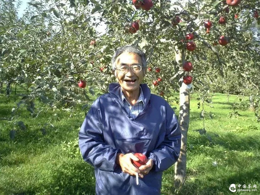 為什么說古樹茶是最寶貴的資源？