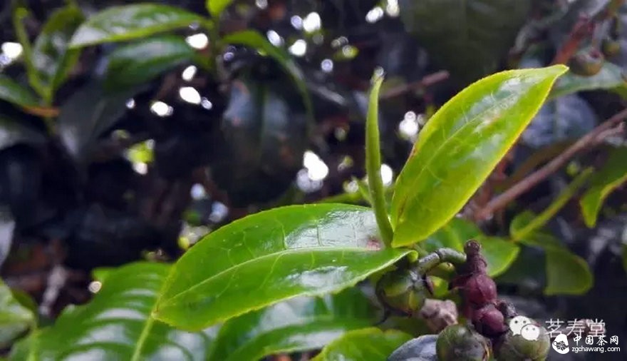 為什么說古樹茶是最寶貴的資源？ 