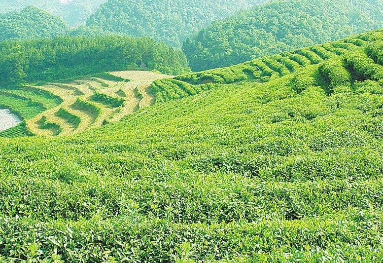江西湯湖“機(jī)械炒茶” 年產(chǎn)值2.5億元