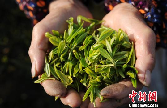 一年之中品質最好的廬山云霧茶“明前茶”開始進入市場?！『鷩帧z